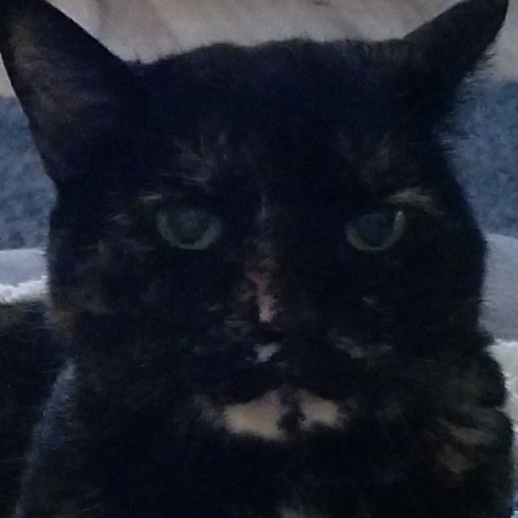 Meet your Posher, Carol - Picture 1 of 1